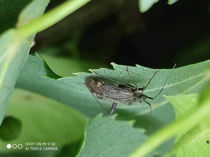 Adelphocoris seticornis - szegélyes mezeipoloska