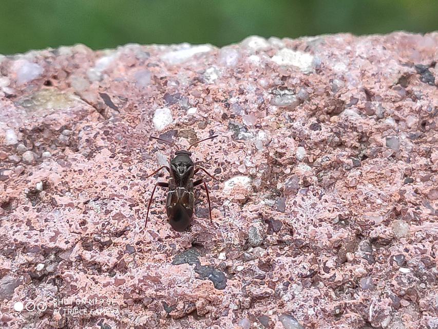 Pilophorus clavatus Pilophorus clavatus