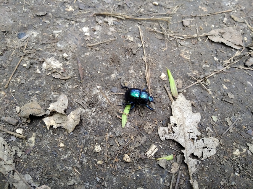 Trypocopris vernalis - tavaszi álganéjtúró