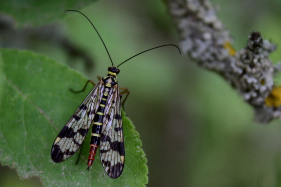 Panorpa vulgaris
