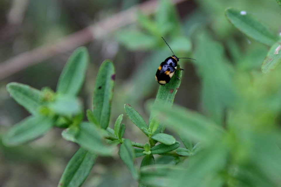 Cryptocephalus moraei - közönséges zömökbogár