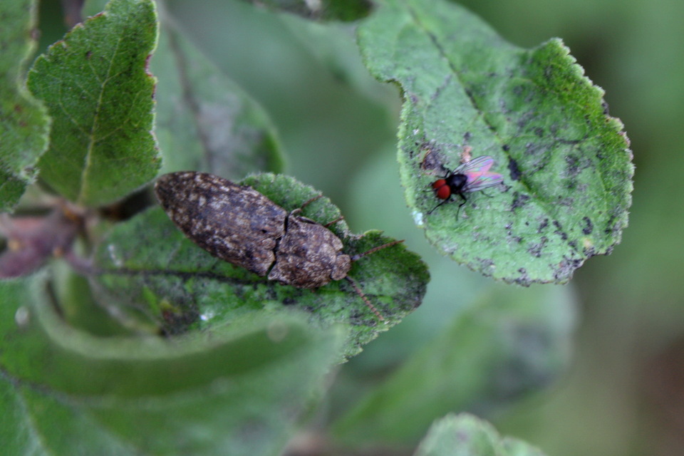 Agrypnus murinus - egérszínű pikkelyespattanó