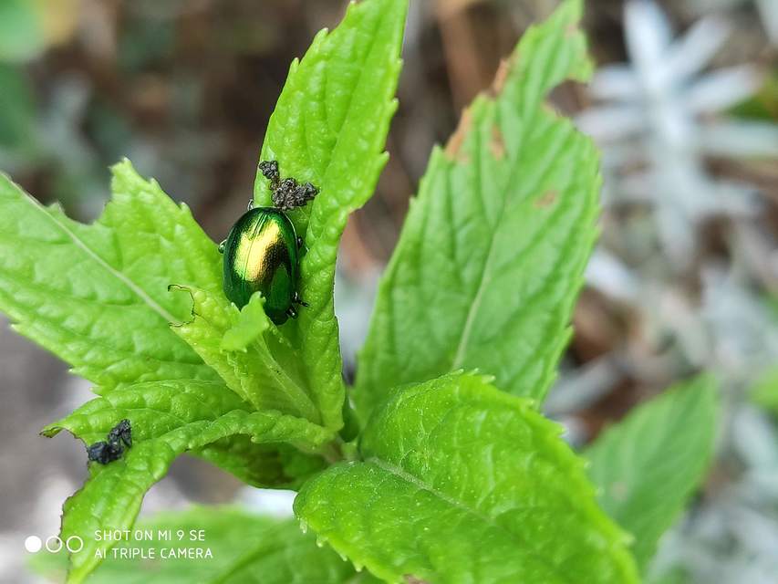Chrysolina herbacea - zöld mentalevelész