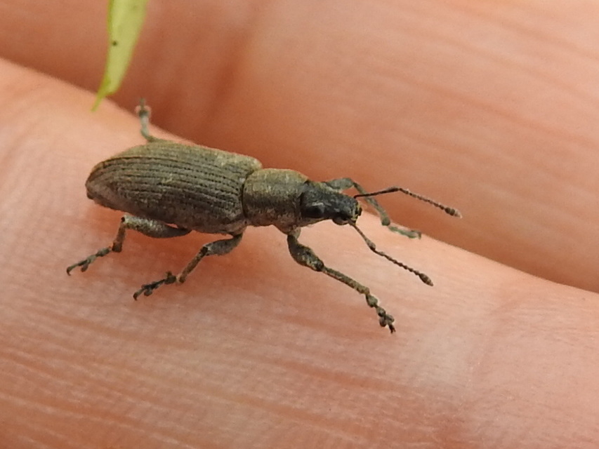 Tanymecus palliatus - közönséges hegyesfarúbarkó