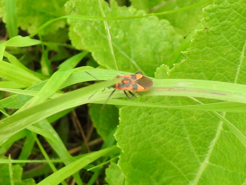 Corizus hyoscyami - piros karimáspoloska