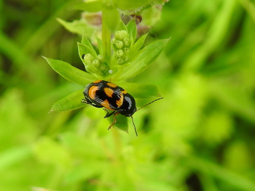 Cryptocephalus anticus - réti zömökbogár