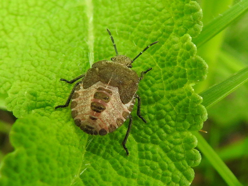 Dolycoris baccarum - közönséges bogyómászó-poloska Dolycoris baccarum - közönséges bogyómászó-poloska