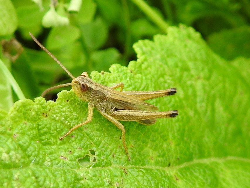Pseudochorthippus parallelus - közönséges rétisáska