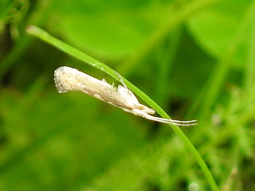 Plutella xylostella - káposztamoly