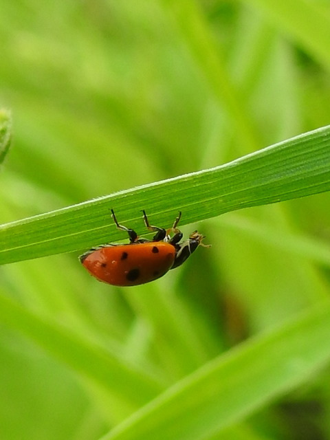 Hippodamia variegata - tizenhárompettyes katica