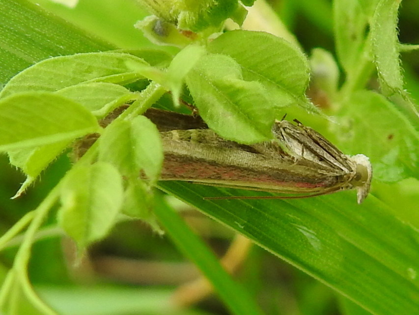 Oncocera semirubella - lucernamoly