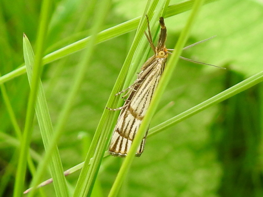 Chrysocrambus linetella - déli fűgyökérmoly