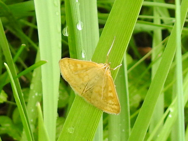 Sitochroa verticalis - világossárga dudvamoly