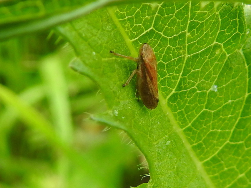 Platymetopius