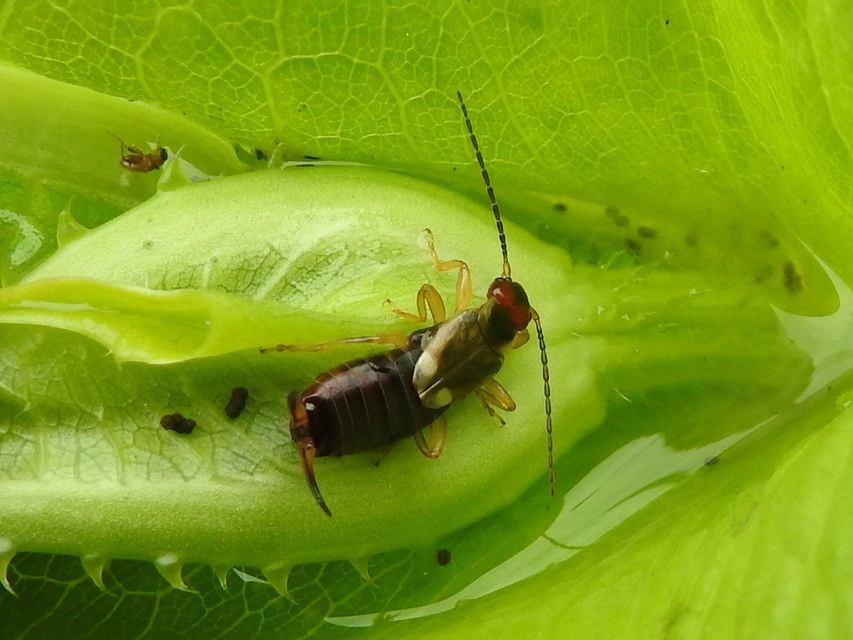 Forficula auricularia - közönséges fülbemászó