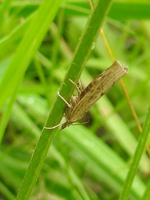 Agriphila inquinatella - közönséges fűgyökérmoly