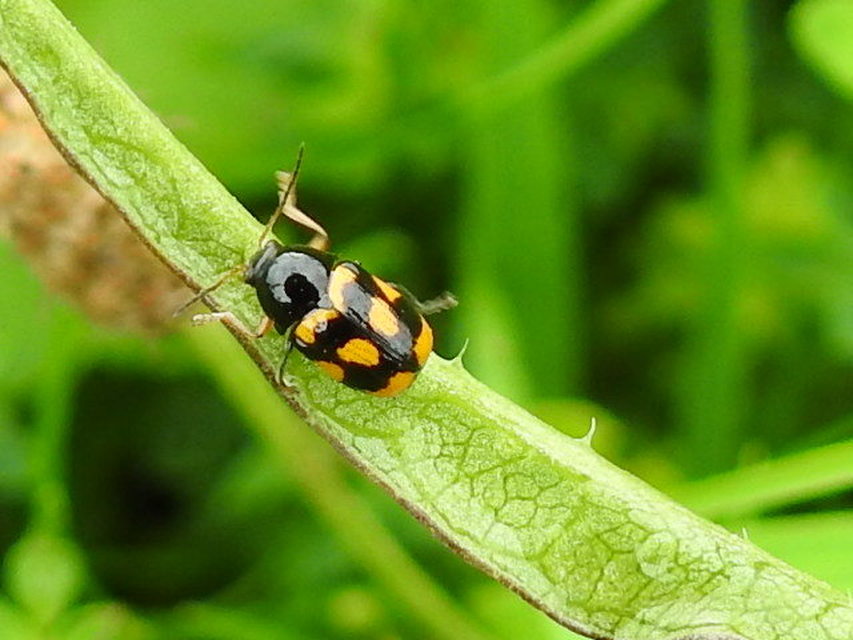 Cryptocephalus anticus - réti zömökbogár