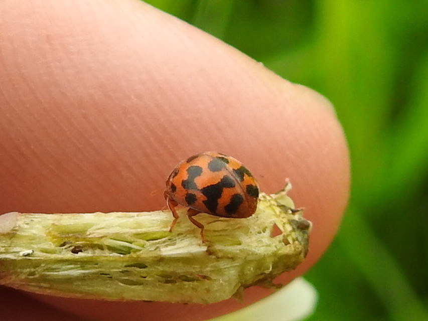 Subcoccinella vigintiquatuorpunctata - lucernaböde