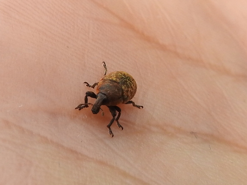 Larinus obtusus - imola-púderbarkó