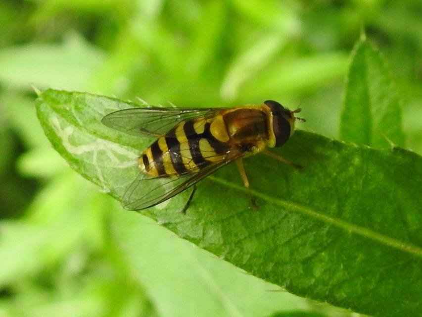 Syrphus
