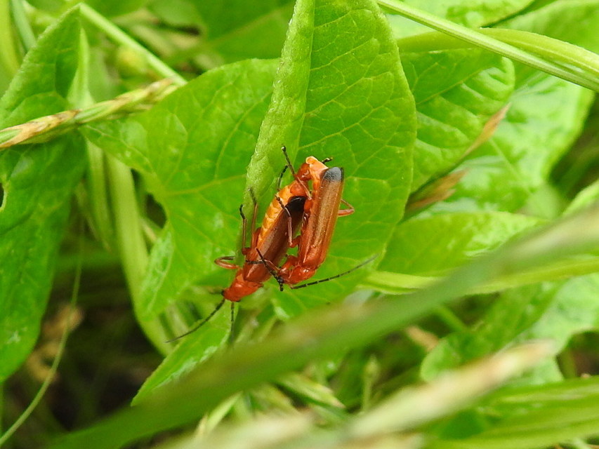 Rhagonycha fulva - feketevégű lágybogár