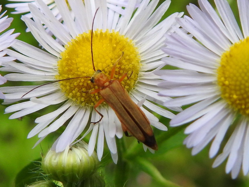 Oedemera podagrariae - székfű-álcincér