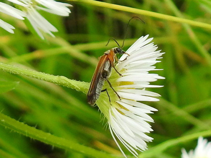 Oedemera podagrariae - székfű-álcincér