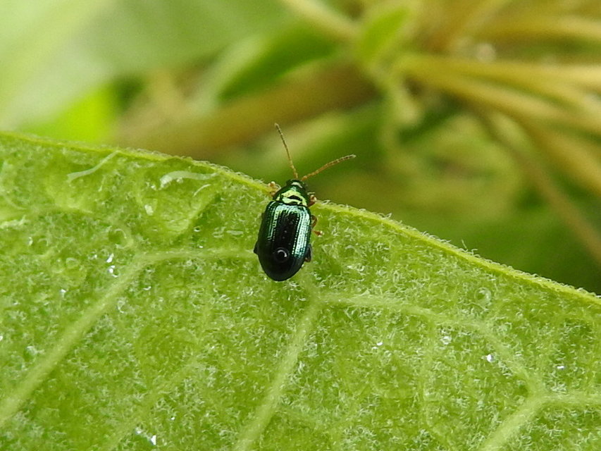 Crepidodera