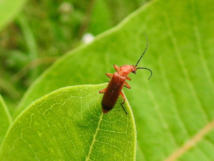 Rhagonycha fulva - feketevégű lágybogár