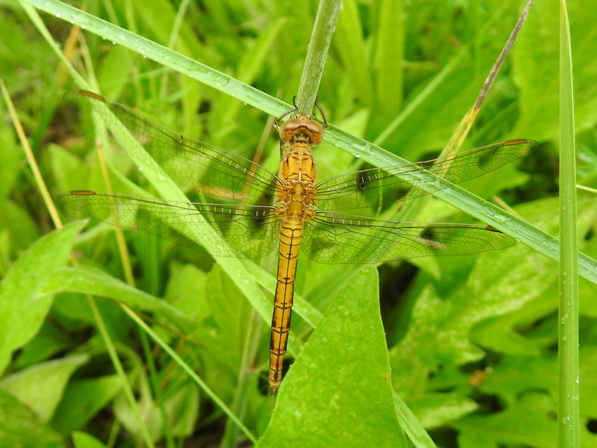 Orthetrum coerulescens - karcsú pásztorszitakötő