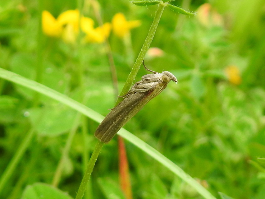 Selagia argyrella - ezüstös karcsúmoly