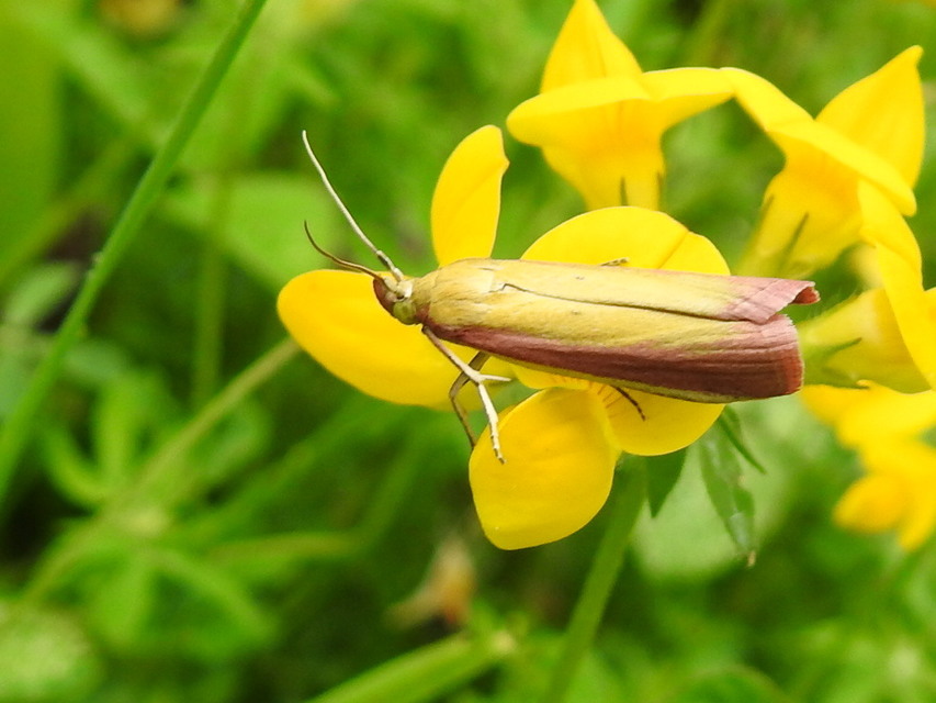 Oncocera semirubella - lucernamoly