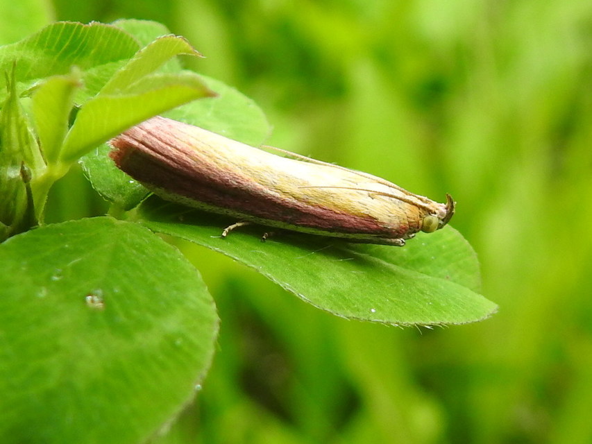 Oncocera semirubella - lucernamoly
