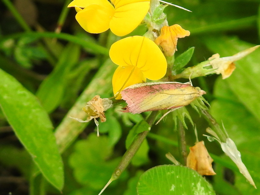 Oncocera semirubella - lucernamoly