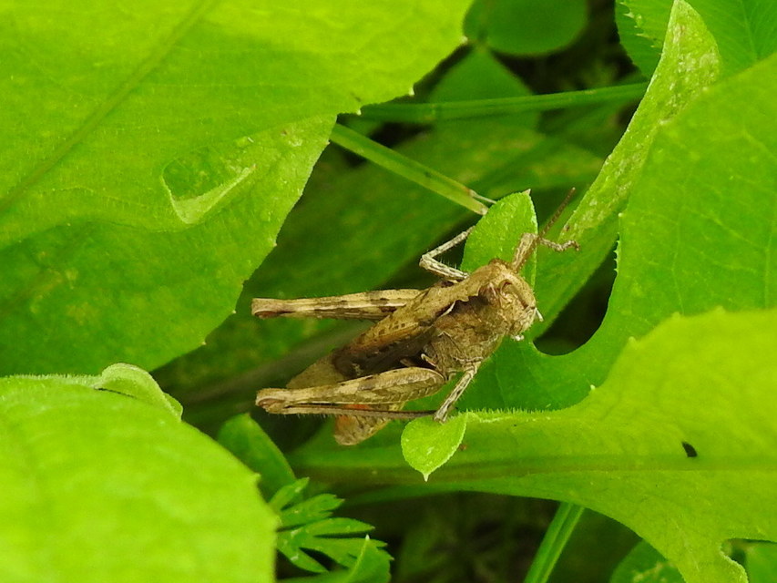 Chorthippus (Glyptobothrus) (subgenus)
