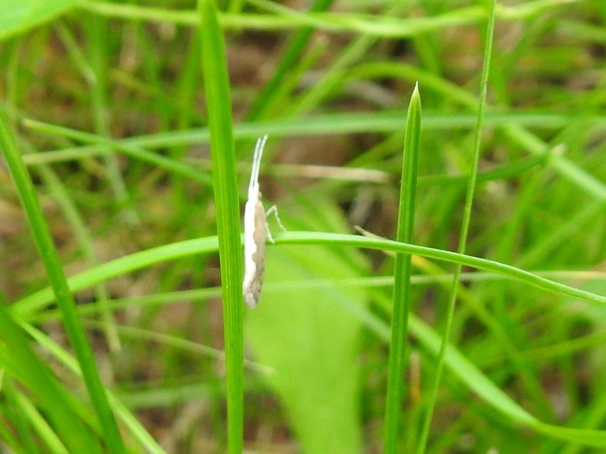 Plutella xylostella - káposztamoly