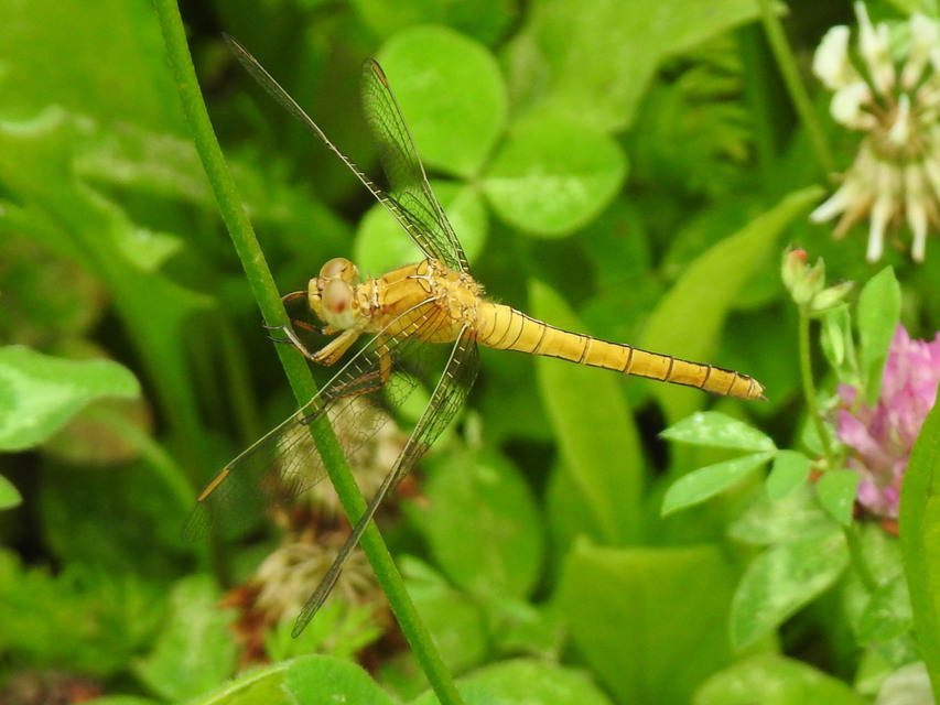 Orthetrum coerulescens - karcsú pásztorszitakötő