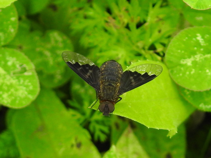 Hemipenthes morio - közönséges gyászlégy