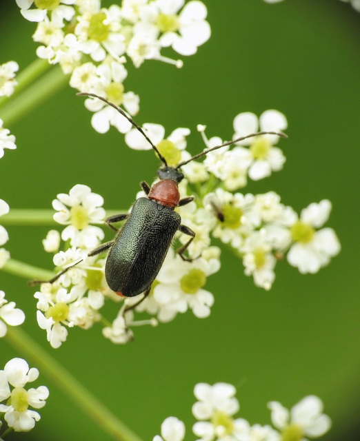 Dinoptera collaris - vörösnyakú virágcincér