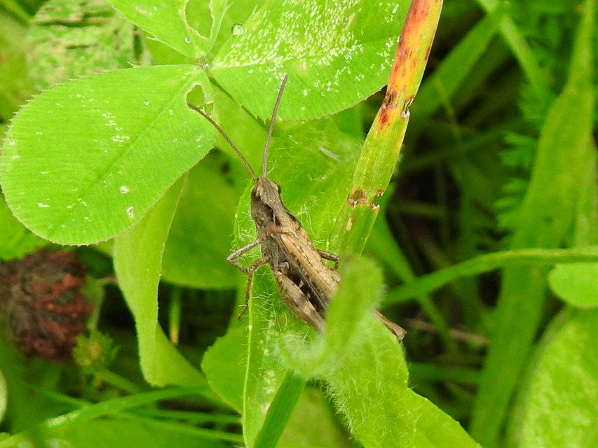 Chorthippus (Glyptobothrus) (subgenus)