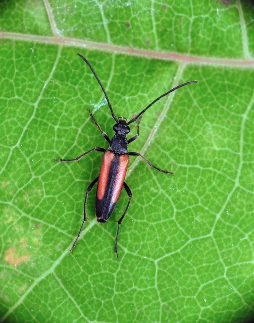 Stenurella melanura - feketevégű karcsúcincér