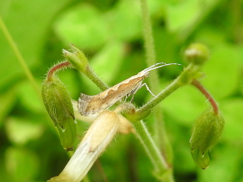 Plutella xylostella - káposztamoly