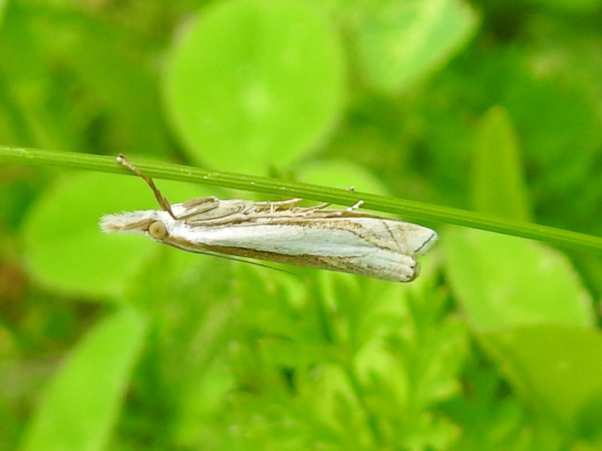 Crambus pascuella - lápréti fűgyökérmoly
