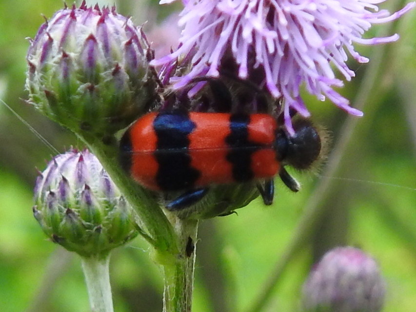 Trichodes apiarius - szalagos méhészbogár
