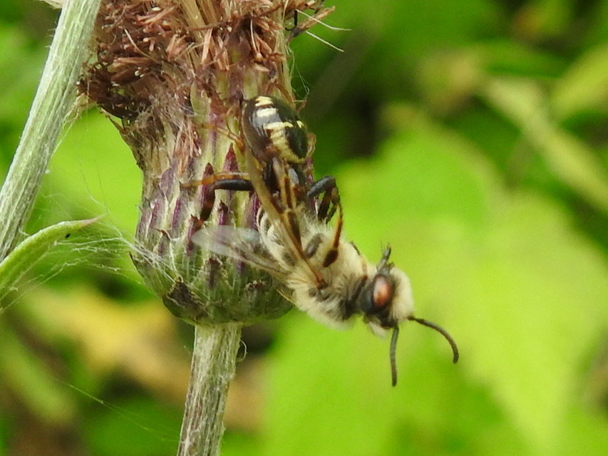 Synema globosum/ornatum