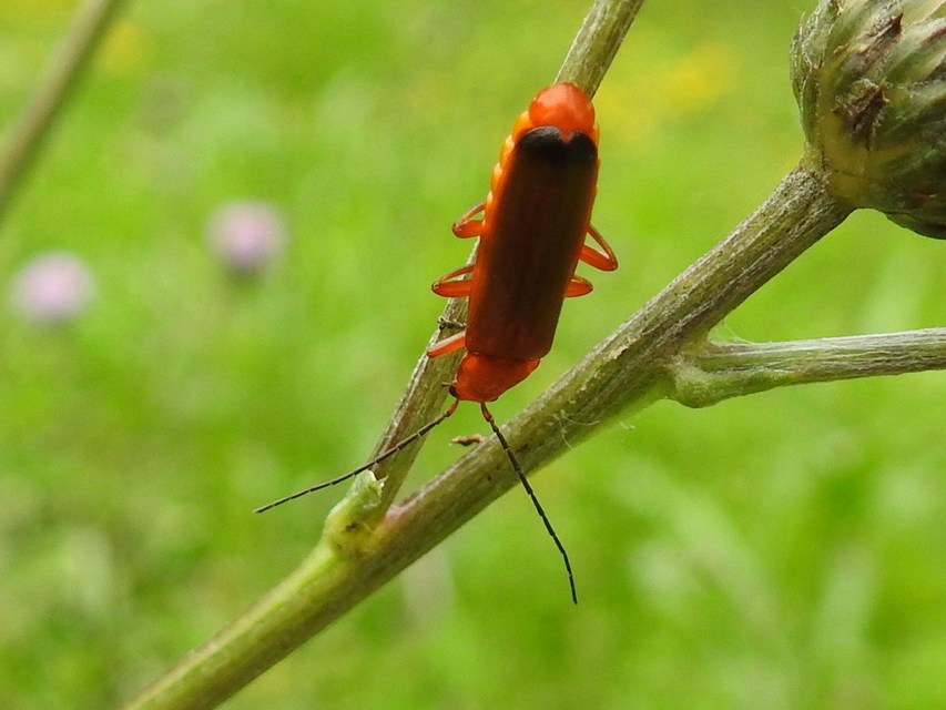 Rhagonycha fulva - feketevégű lágybogár