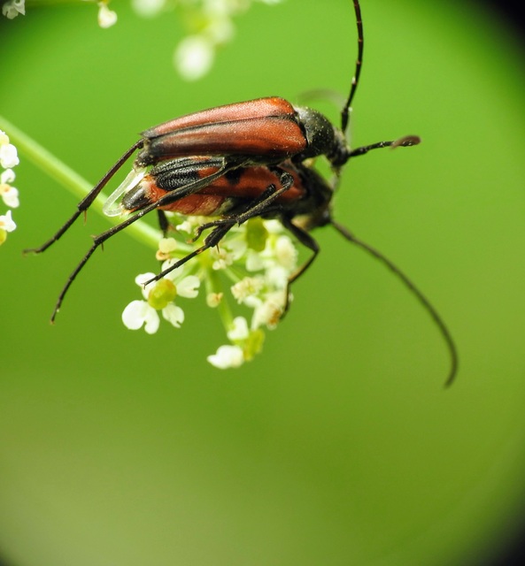 Stenurella bifasciata - kétöves karcsúcincér