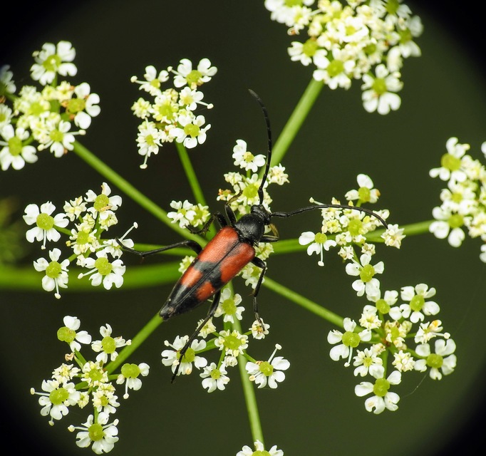 Stenurella bifasciata - kétöves karcsúcincér