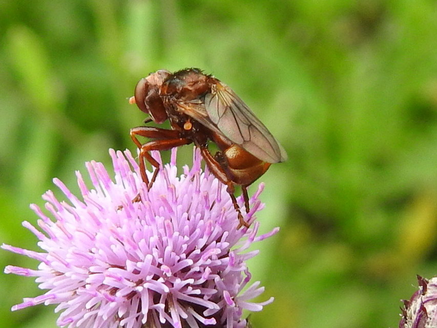 Sicus