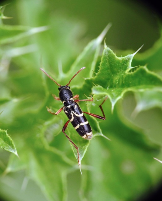 Clytus rhamni - benge-darázscincér